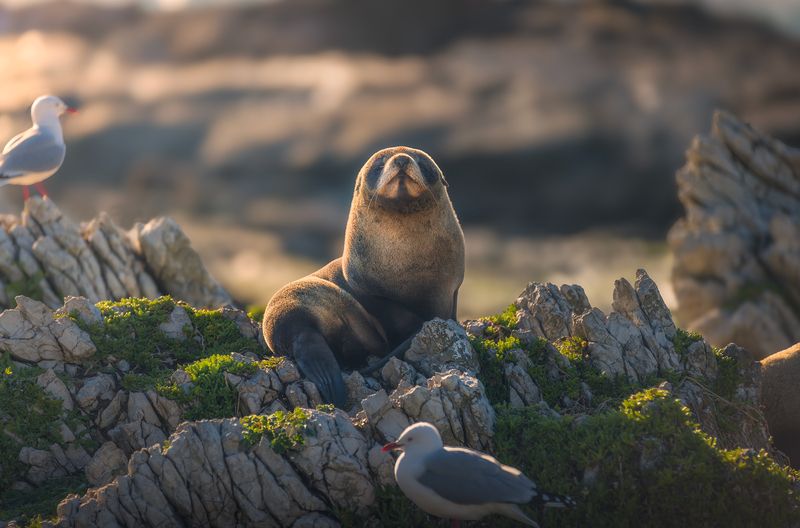 Fur, seal, animals, wildlife, photography, trip, outdoors, landscape, daytime, new zealand Fur Sealphoto preview
