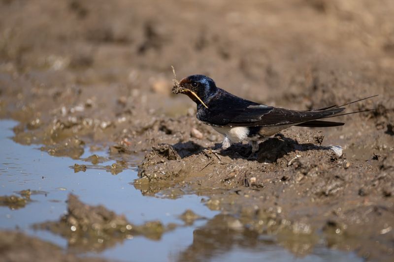 деревенская ласточка, ласточка, птицы Строительство гнездаphoto preview