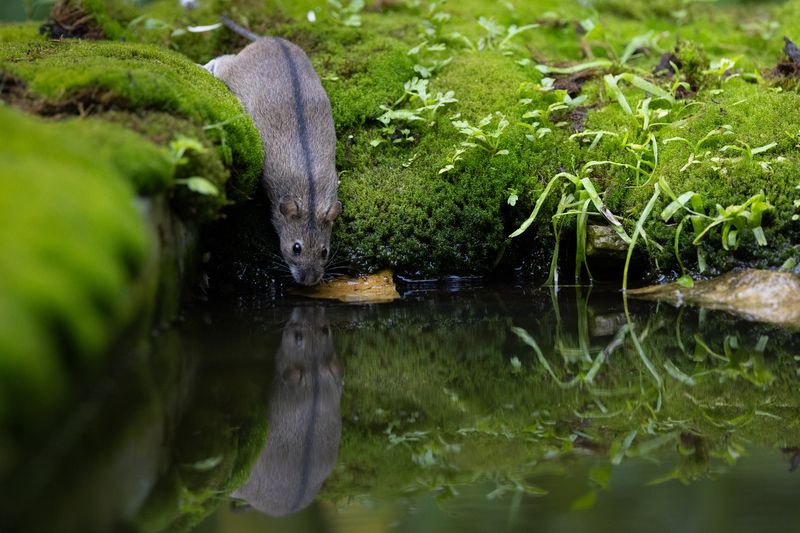 Мышкаphoto preview