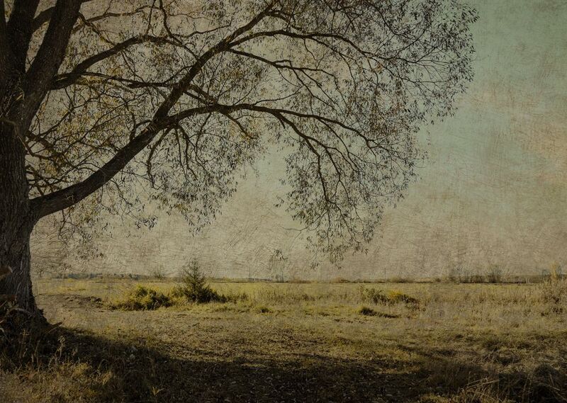 Под деревомphoto preview