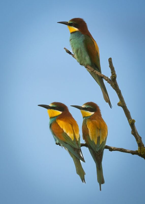 Včelař фото превью