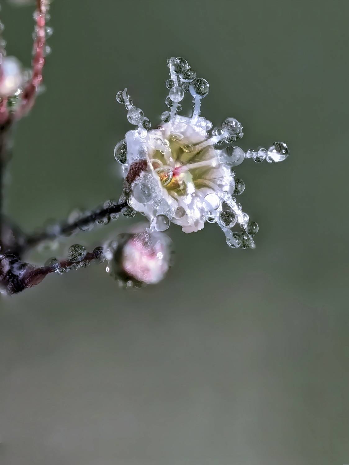 Перекати поле в росе. Автор: Кузнецов Дмитрий , Кузнецов Дмитрий