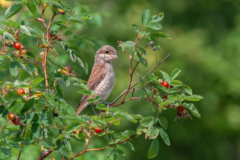 обыкновенный, жулан;, сорокопут-жулан;, red-backed, shrike;, lanius, collurio; Бесстрашный охотникphoto preview