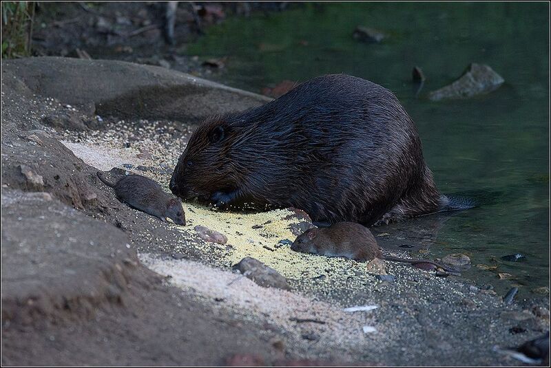 москва, июнь, парк, пруд, бобр, крысы Совместная трапезаphoto preview