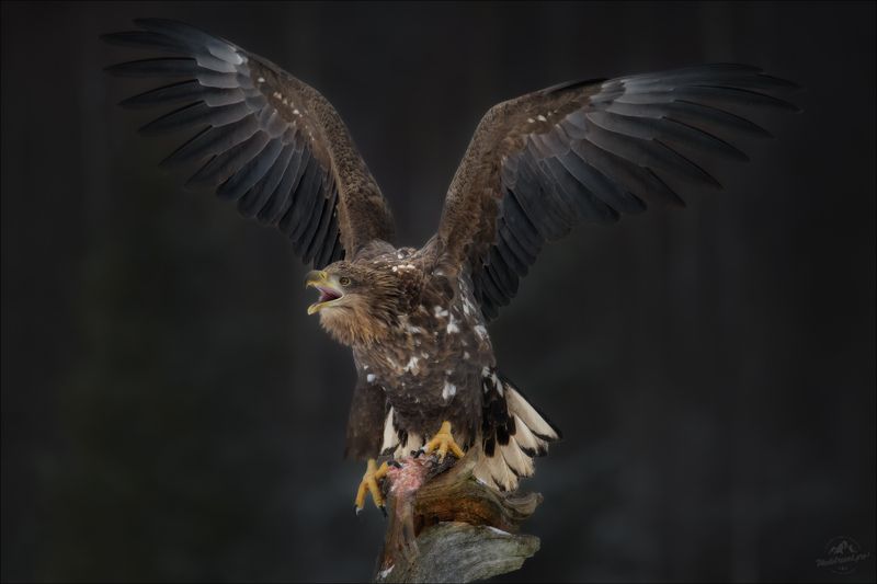 орлан, орлан-белохвост, заказник красный бор, фототур в красный бор,сероватень, haliaeetus albicilla Хищный крикphoto preview