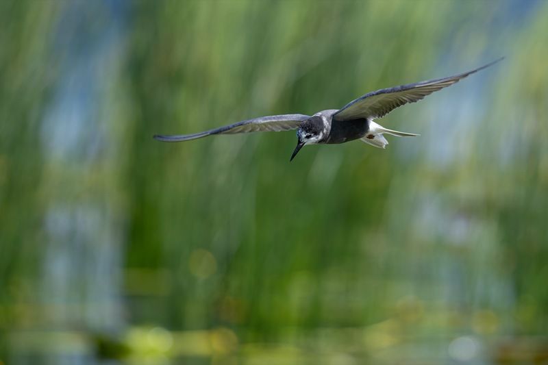 черная крачка, крачка, чайка, птицы Черная крачкаphoto preview