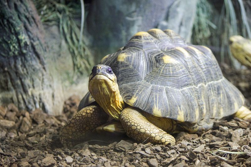 Лучистая черепахаphoto preview