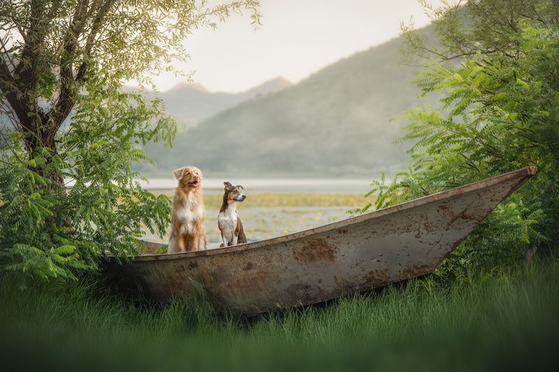 Путешественникиphoto preview