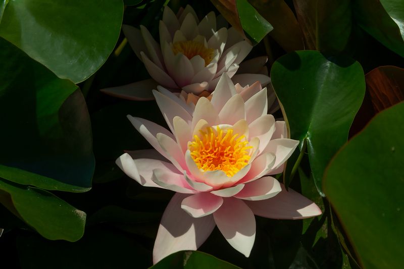 кувшинки,макро,природа Сердце темной водыphoto preview