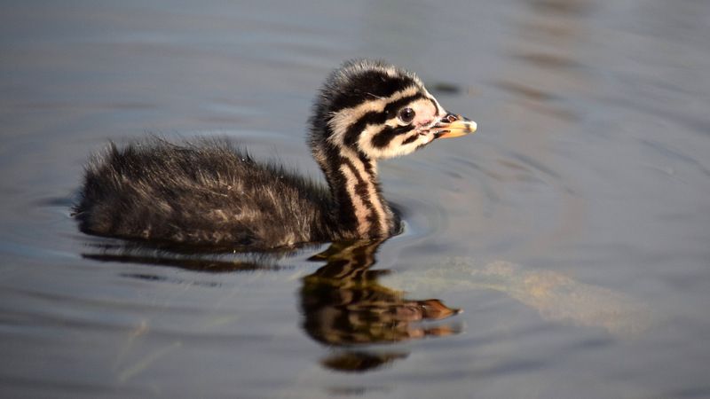 птенец малышphoto preview