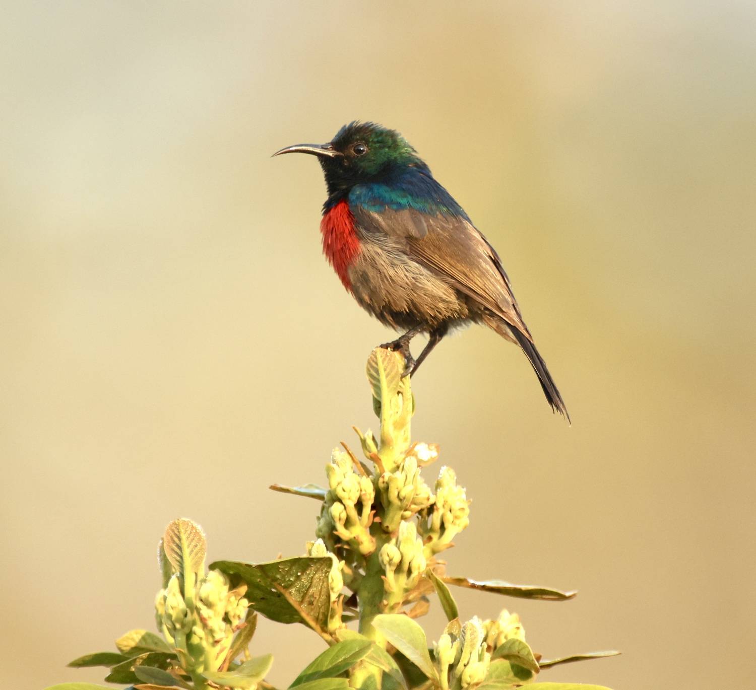 Автор: Голубков Леонид , Голубков Леонид