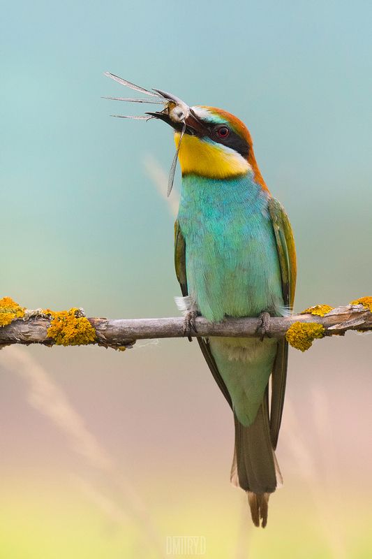 золотистая щурка, Золотистая щурка. фото превью