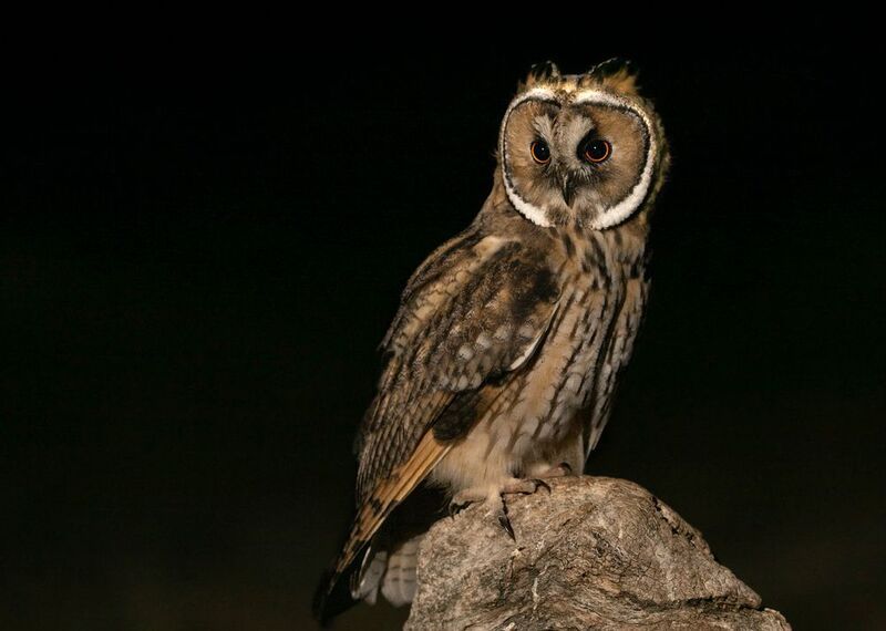 Ушастая сова (Asio otus)photo preview