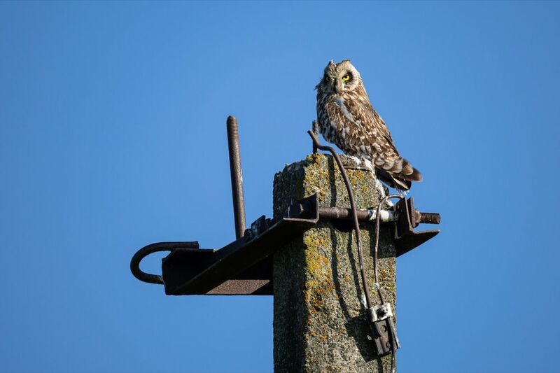 болотная сова, сова, птицы Болотная соваphoto preview