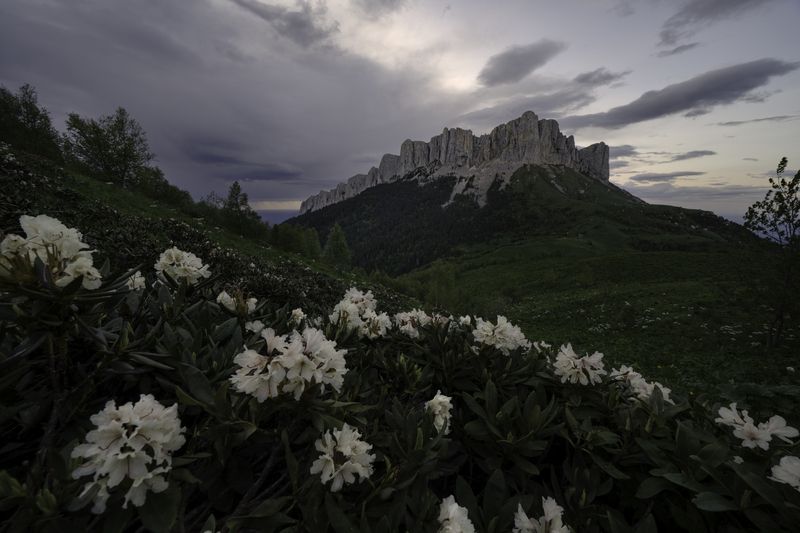 россия, республика адыгея, большой тхач, рододендроны Цветущий Кавказphoto preview