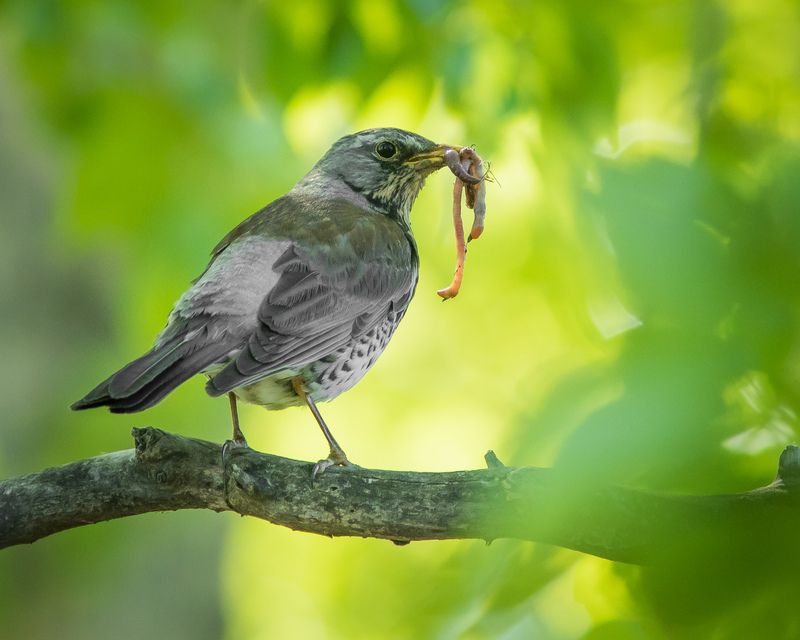 рябинник Дрозд рябинникphoto preview