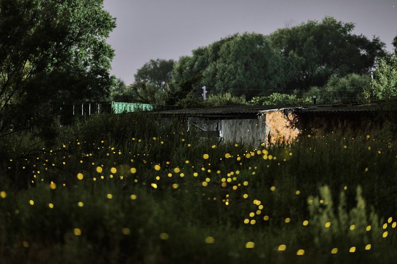 светлячки, длинная выдержка, ночь, ночная фотография Полёт светлячковphoto preview