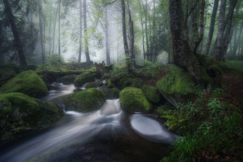 landscape, nature, scenery, forest, wood, mist, misty, fog, foggy, river, longexposure, mountain, rocks, vitosha, bulgaria, туман, лес Forest June Stories / Лесные июньские историиphoto preview
