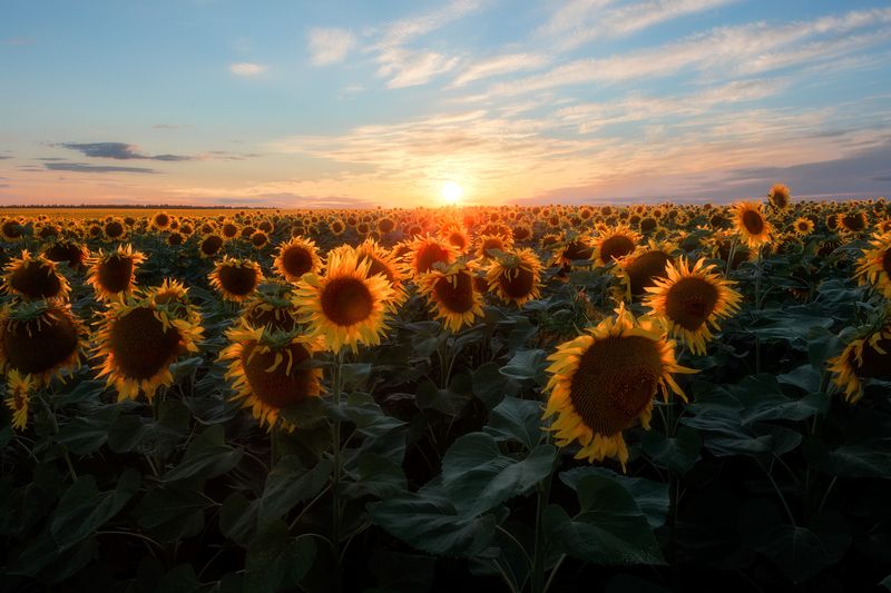 подсолнухи, закат, природа, пейзаж, пастораль, Тульская область Солнечный цветокphoto preview
