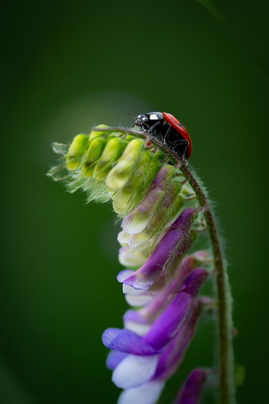 Покорение вершиныphoto preview