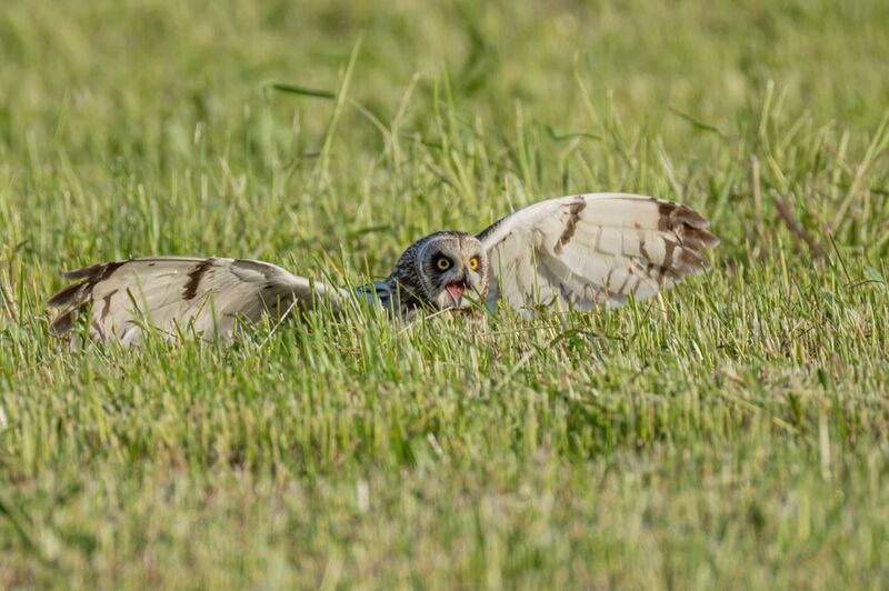 болотная сова, сова, птицы Болотная соваphoto preview