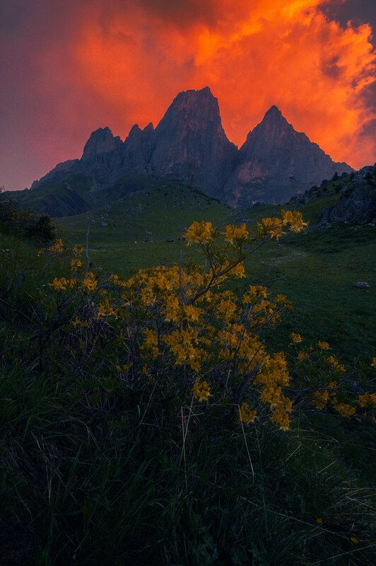 цветы для Цей Лоамphoto preview