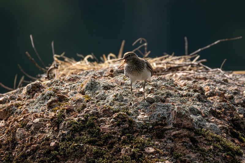 перевозчик, кулик, птицы Перевозчикphoto preview