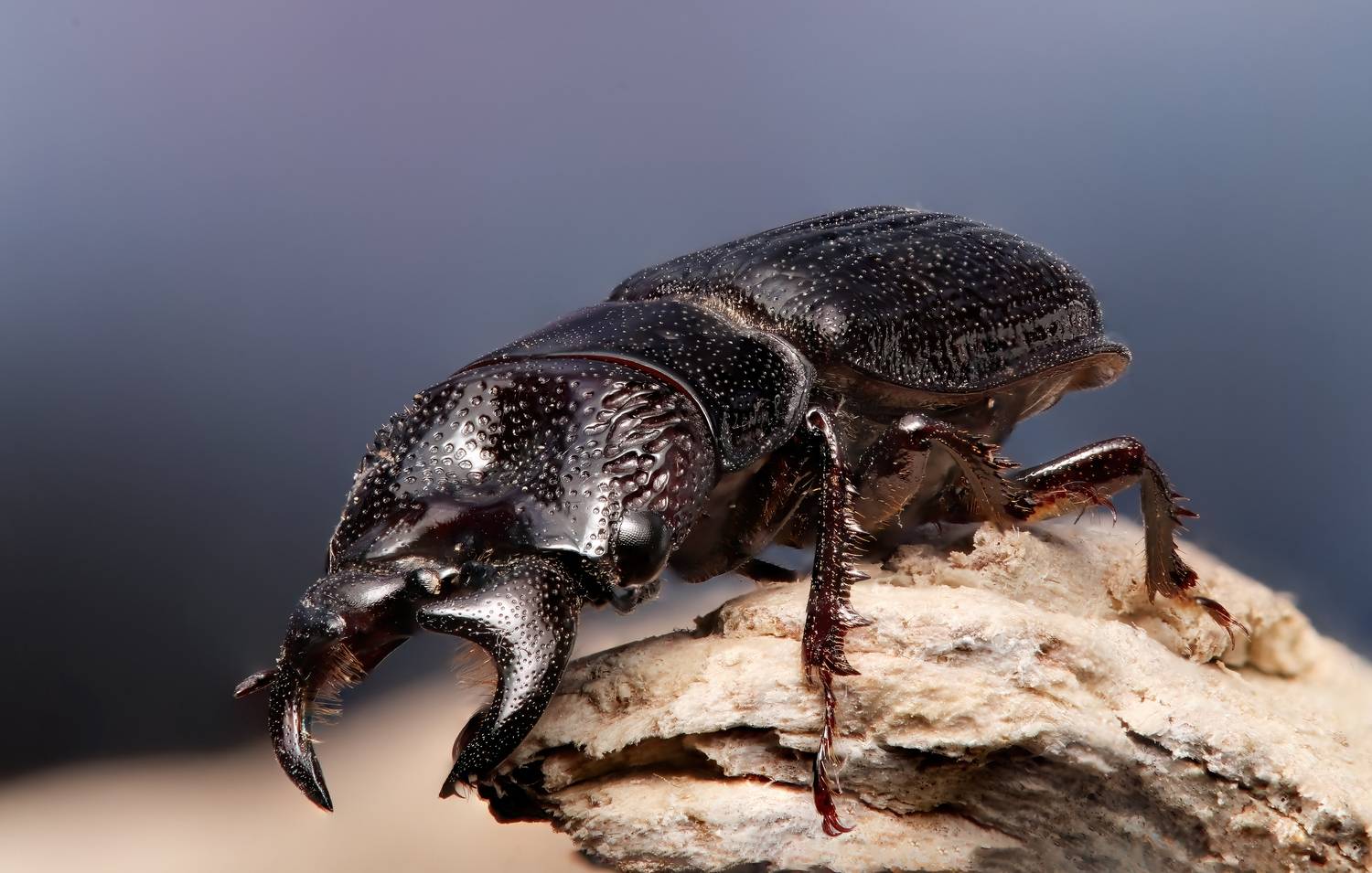 макрофото, макрофотографии, фотомакро, насекомые, макромир, макрофотограф, макроаддикт, макро_мир, naturelovers, naturelover, naturephotography, macrolove, macro_love, biodiversity, macrophotography, macro, macronature, entomology, arthropods, arthropod, ,  Stephane