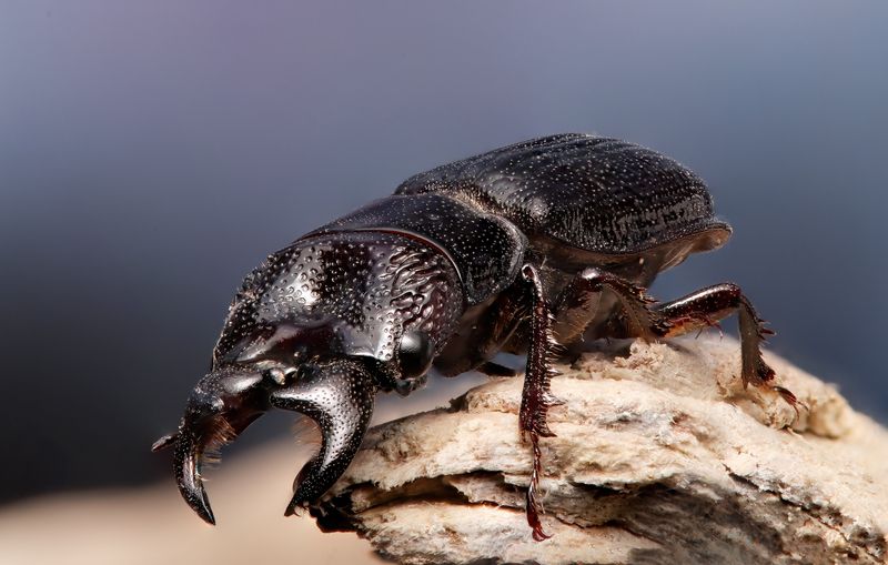 макрофото, макрофотографии, фотомакро, насекомые, макромир, макрофотограф, макроаддикт, макро_мир, naturelovers, naturelover, naturephotography, macrolove, macro_love, biodiversity, macrophotography, macro, macronature, entomology, arthropods, arthropod,  My first insect in 2025 !! фото превью