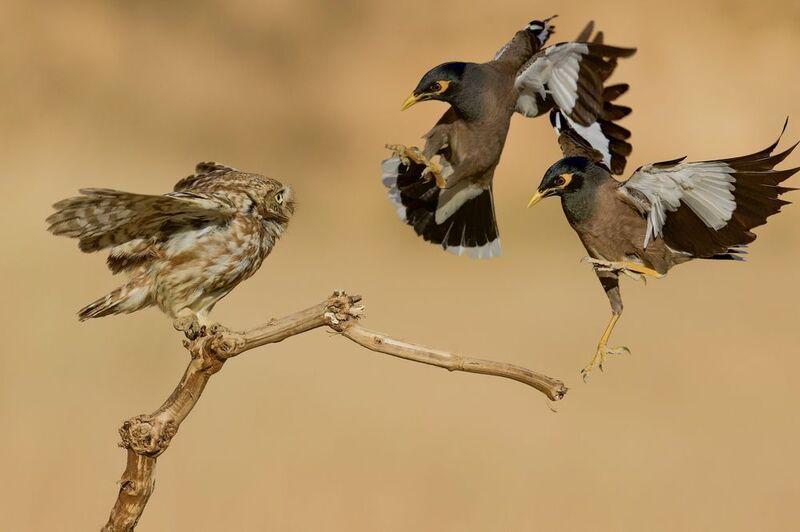 The battle  фото превью