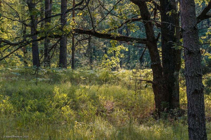 дуб, сосна, лесная река, лесс, лето, мещёра, рязанская область Пейзажи раннего летаphoto preview