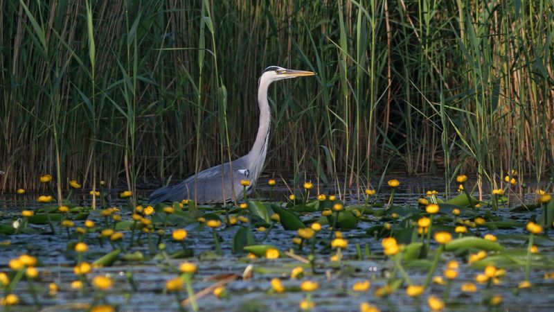 серая цапля,цапля, ardea cinerea, grey heron, heron, куршская коса, куршский залив Цапля и кувшинкиphoto preview