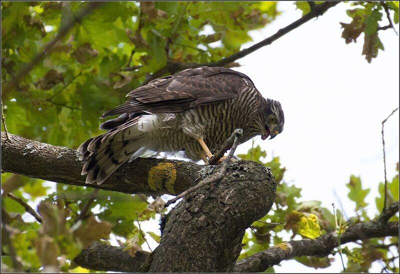 москва, июнь, парк, птица, слёток Перепелятникphoto preview