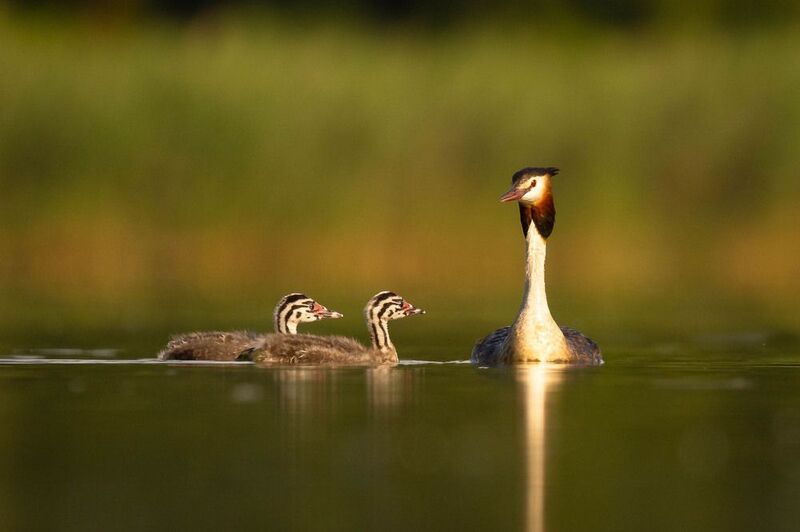 Rodinkaphoto preview