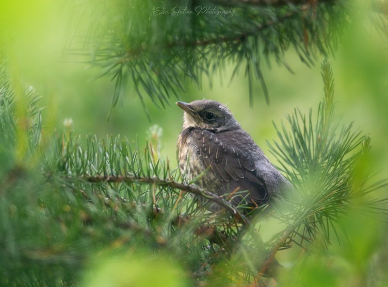 птицы, природа, весна, дрозд, птенец, кологрив, костромская область Дроздёнокphoto preview