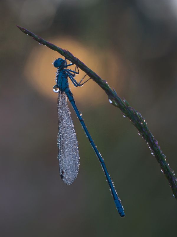 стрекоза photo preview