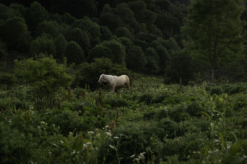Россия, Краснодарский край, Мостовской район, Бароновы поляны, лошадь,  Ходят кони...photo preview