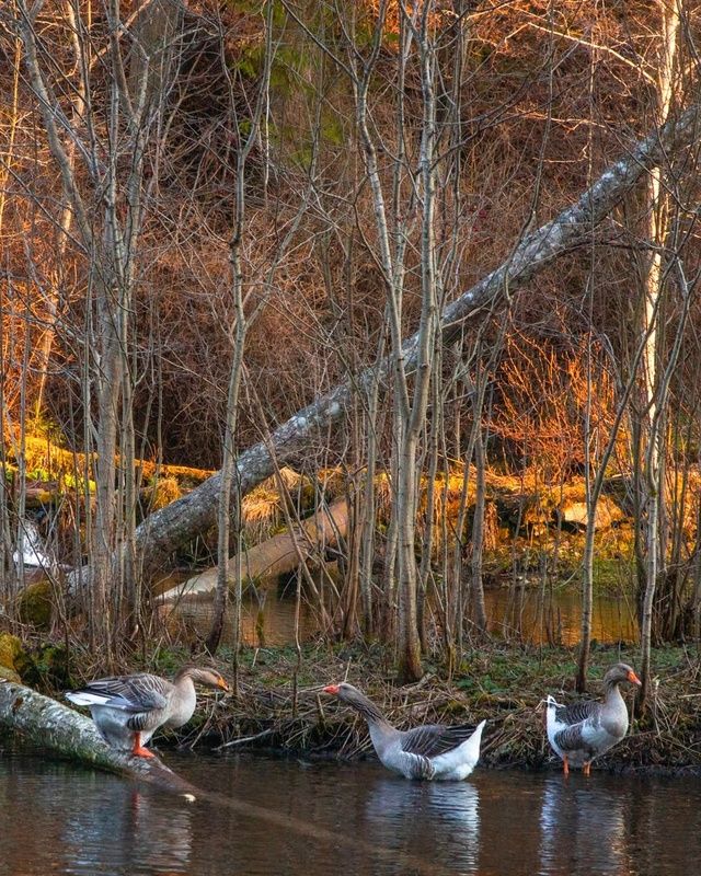 Триоphoto preview