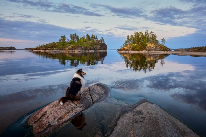 Киты... Собаки...и др... IIphoto preview