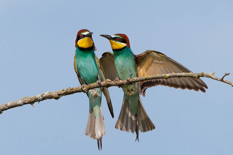 щурка Лезгинкаphoto preview