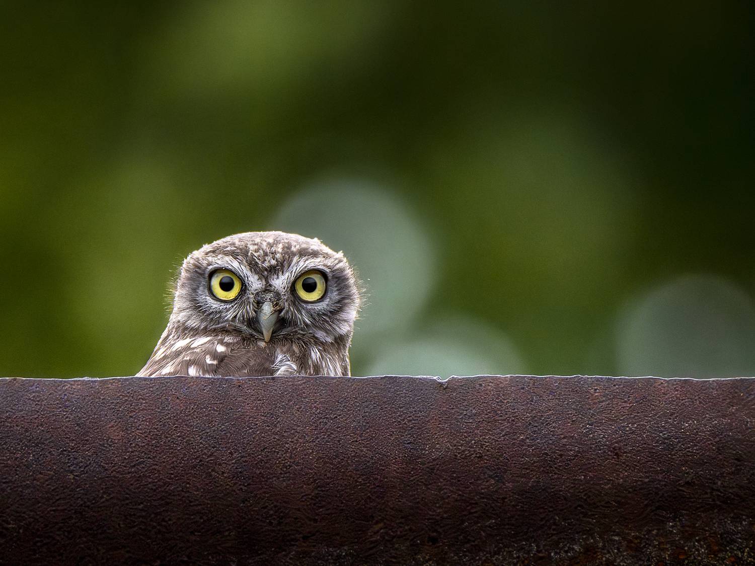 Автор: Оджи Мила , Оджи Мила