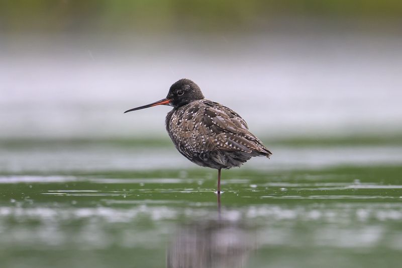 Щегольphoto preview