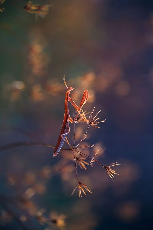 богомол Медитацияphoto preview