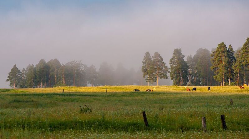в полоске светаphoto preview