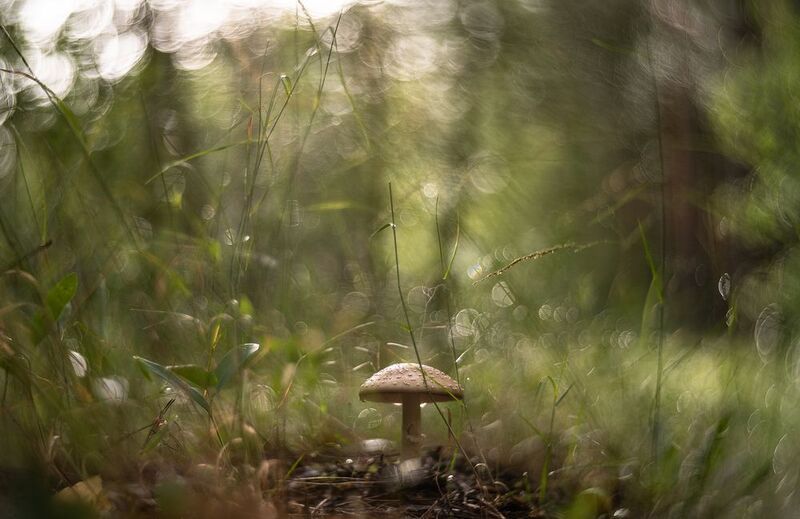гриб, макро, утро, дождь, лес, россия, воронеж, nikon d 850, зенит селена 58mm f/1.9 n, nikon f Утром, после дождя...photo preview