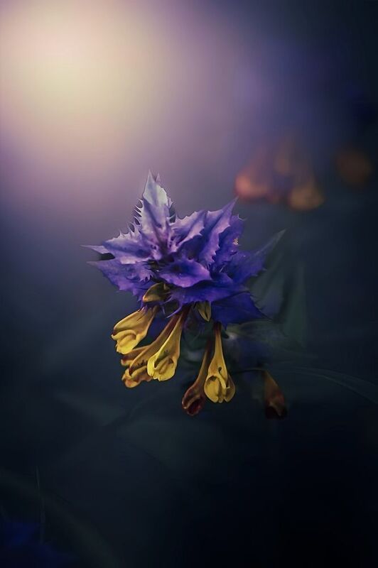 макро, macro, цветы, flowers, лето, summer Иван-да-марьяphoto preview