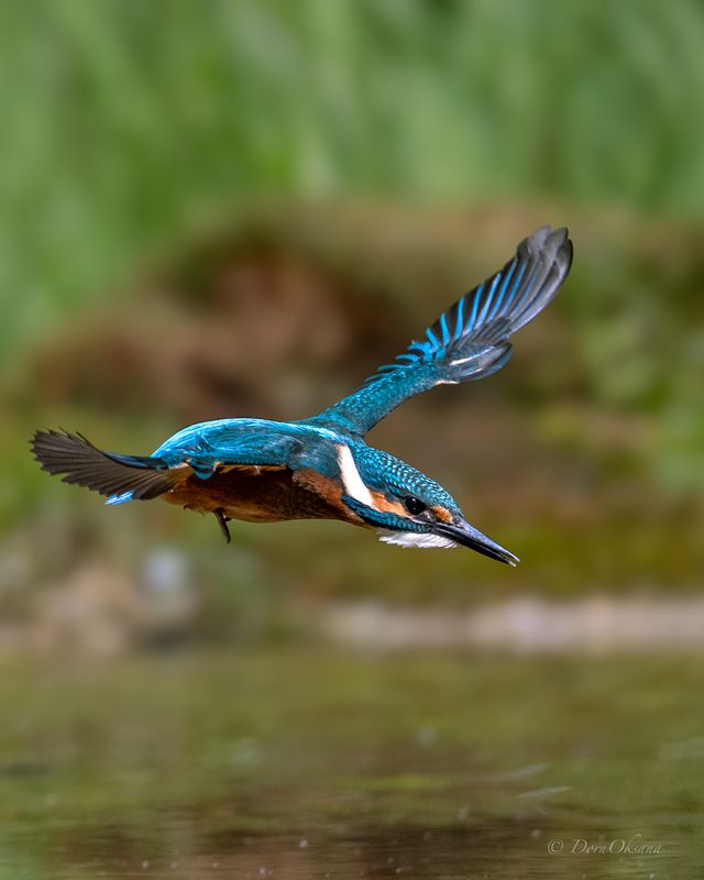 зимородок, птица, в, полете, kingfisher, bird, in, flight Наcтроен решительно. Determined!photo preview
