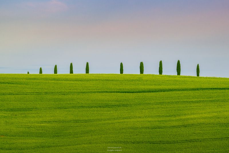 италия, тоскана, кипарисы, пейзаж Десять маленьких кипарисовphoto preview