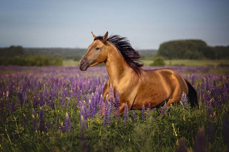 Лошадьphoto preview