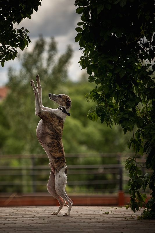 Шерлокphoto preview